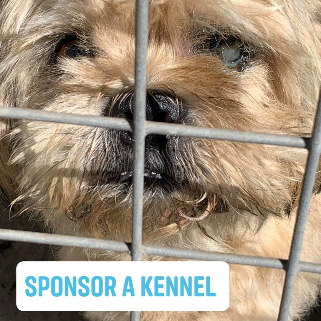 Sponsor a kennel (Individual) Donate to HYPS