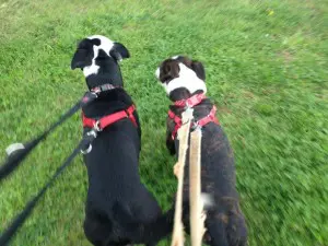 DOG WALKING