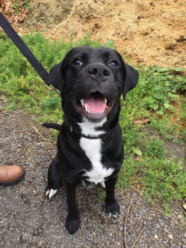 **ADOPTED** LOGAN – 9 month old bouncy Labrador x Boxer! | Helping ...