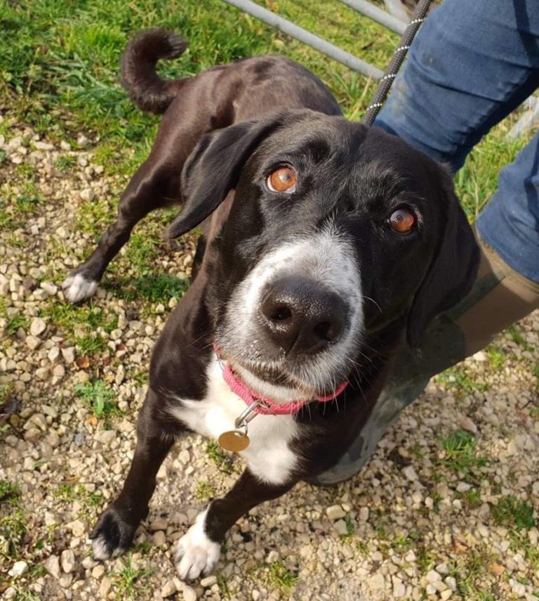 **ADOPTED** DAISY – lovely Lab x Collie x Spaniel | Helping Yorkshire ...