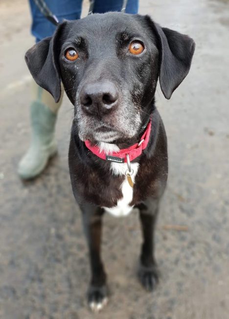 **ADOPTED** LUKE – handsome sweet Pointer cross | Helping Yorkshire ...