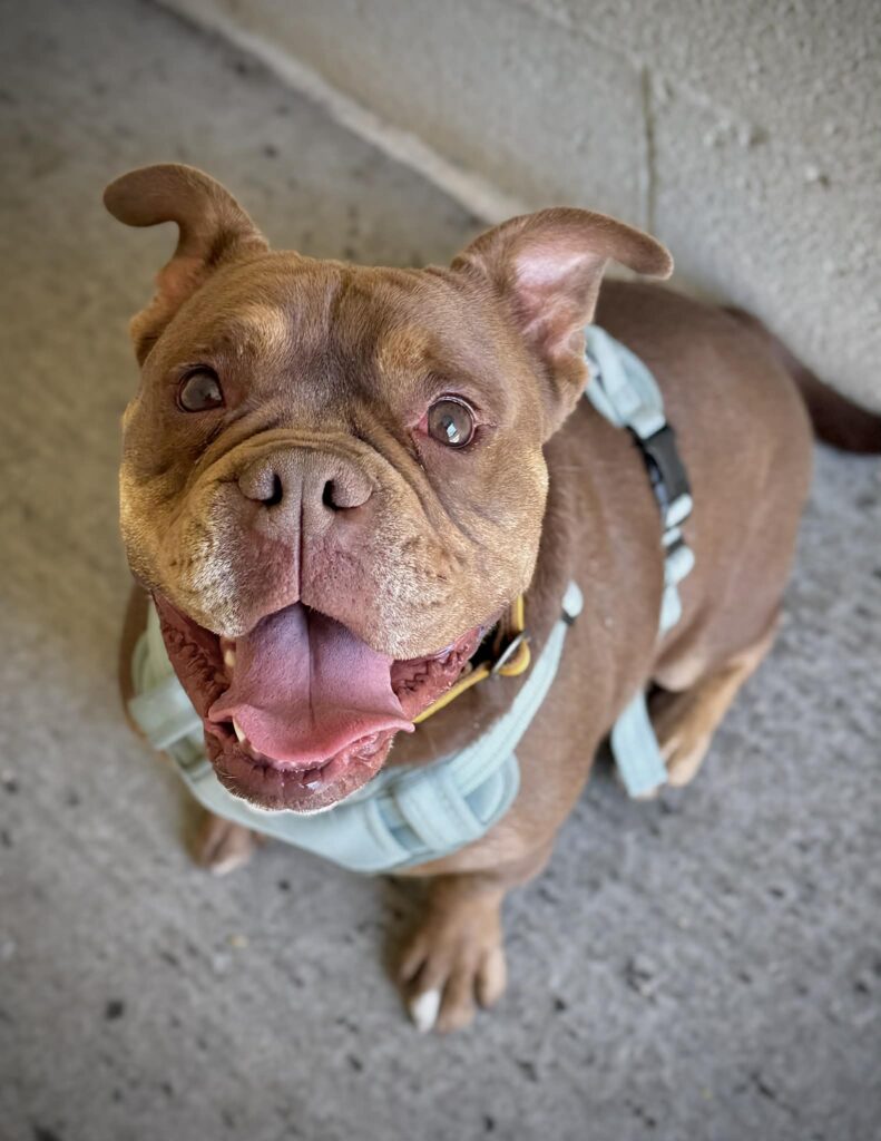 Dug, a 5 years old male Bulldog available for adoption from HYPS - Helping Yorkshire Poundies in South Yorkshire