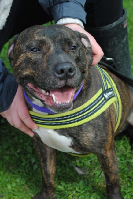 brindle staffy teddy