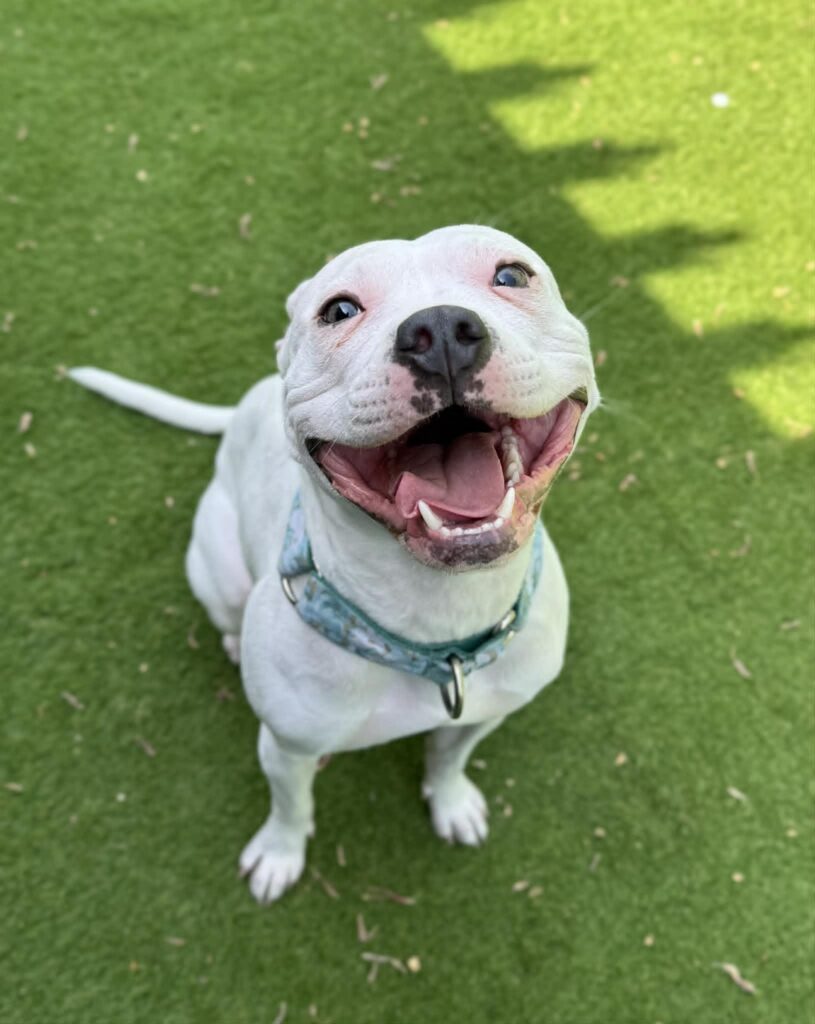 Sunny, a 1 year old female Staffordshire Bull Terrier available for adoption from HYPS - Helping Yorkshire Poundies in South Yorkshire